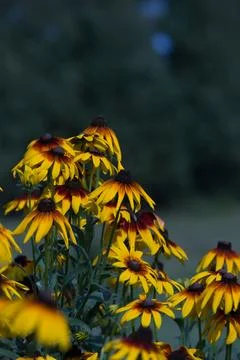 Yellow flowers Stock Photos
