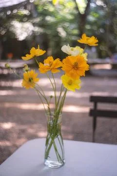 Yellow flowers Stock Photos