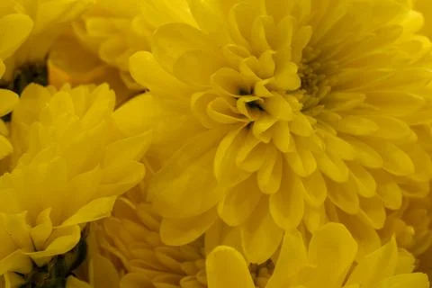 Yellow Flowers Stock Photos
