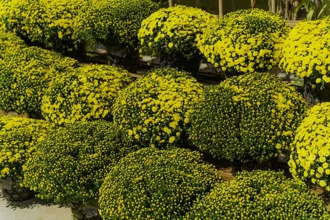Yellow flowers. Foto stock