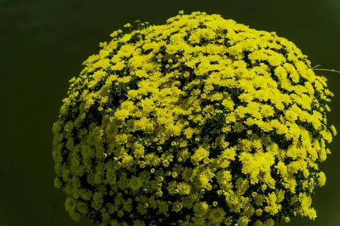 Yellow flowers. 스톡 사진