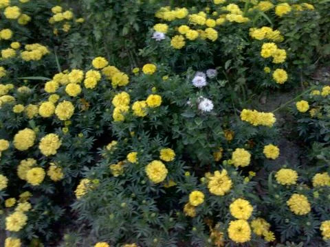 Yellow Flowers Stock Photos