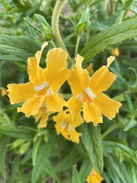 Yellow Flowers Stock Photos