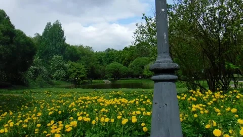 Yellow Flowers Pond Stock Footage 243426700