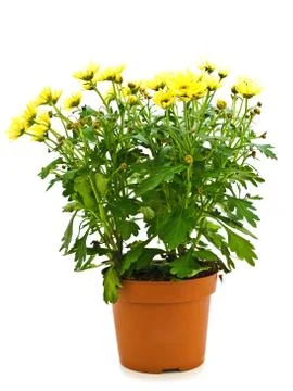 Yellow Flowers in Pot Stock Photos