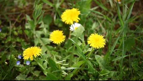 Yellow Flowers Rack Focus Stock Footage 7731494