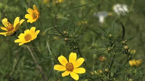 Yellow flowers rack focus to white trumpet flowers Stock Footage 10831369