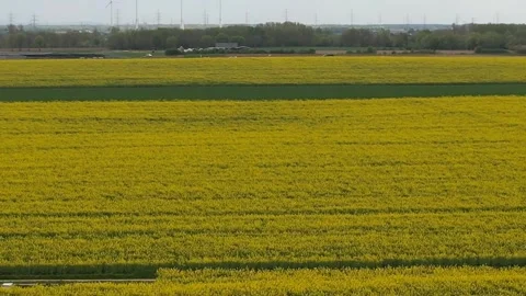 Yellow flowers of rape blooming fully on canola field during spring season 스톡 동영상 333593214