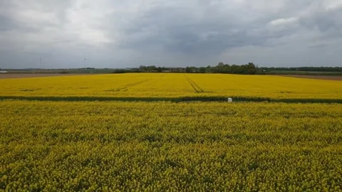 Yellow flowers of rape blooming fully on canola field during spring season 스톡 동영상 333593222