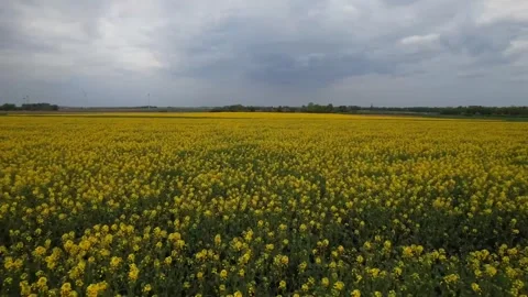 Yellow flowers of rape blooming fully on canola field during spring season 스톡 동영상 333593223