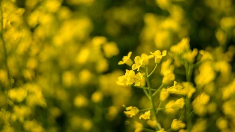 Yellow flowers of rape, on a blurry background Stock Footage 90989154