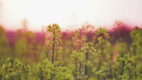 The yellow flowers of the rape plant close up swaying in the wind in the rays of Vídeo Stock 115118424