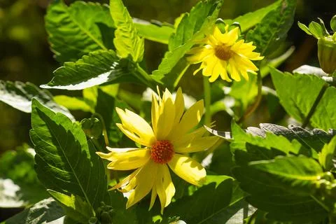 Yellow flowers in the rays of the sun Stock Photos