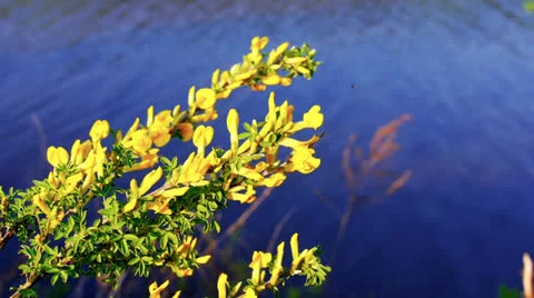 Yellow flowers by river Video stock 24004368