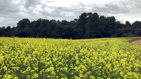Yellow flowers with road Stock Footage 155734071