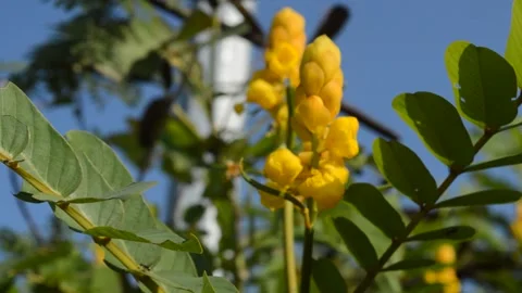 Yellow flowers by the roadside Stock Footage 212553039