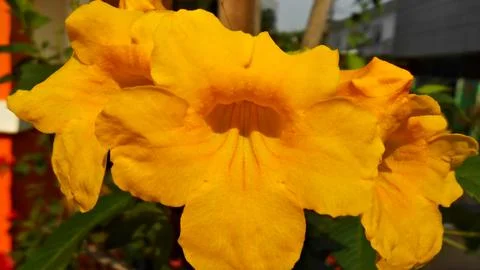 Yellow Flowers on the roadside2 Stock Photos