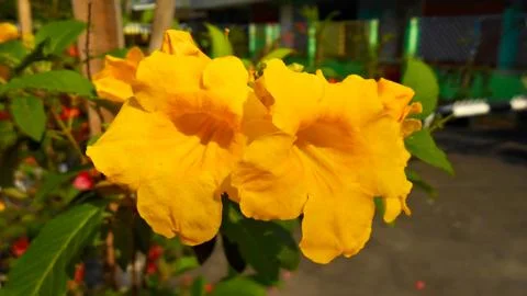 Yellow Flowers on the roadside3 Stock Photos