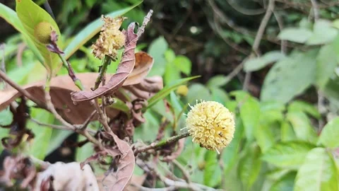 Yellow flowers with a round shape Vídeos de archivo 286954452