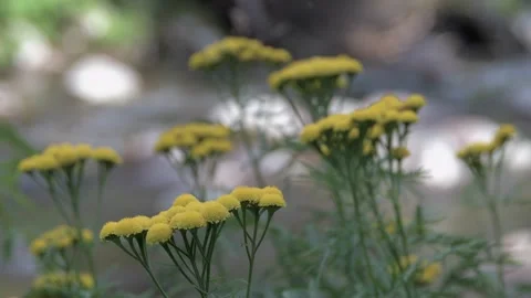 Yellow flowers in shape of umbrella move in wind Stock Footage 145890223