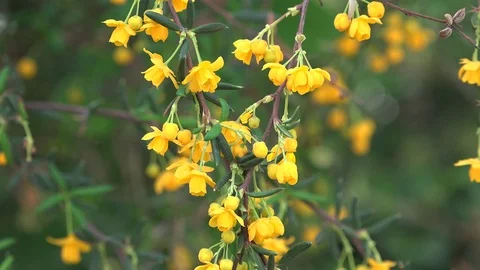 Yellow flowers on shrub Stock Footage 88770506