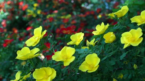 Yellow flowers slow motion Vídeos de archivo 27689765