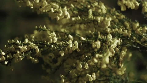 Yellow flowers slow motion spring background 動画素材 132516247