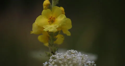 Yellow Flowers Small-flowered Mullein Verbascum Thapsul Video stock 201310483