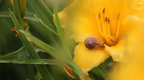 Yellow flowers of snails Video stock 39404300