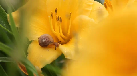 Yellow flowers of snails Stock Footage 39404305