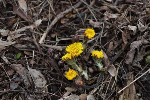 Yellow flowers in the snow, first spring flower Stock Photos