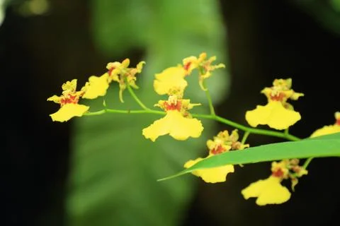 Yellow flowers with the soft background. Stock Photos