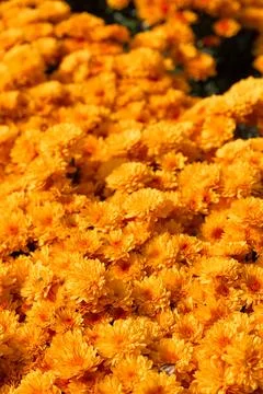 Yellow flowers. Solid carpet of lush bright yellow and orange flowers, Stock Photos