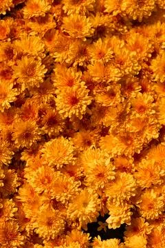 Yellow flowers. Solid carpet of lush bright yellow and orange flowers, Stock Photos