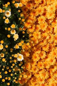 Yellow flowers. Solid carpet of lush bright yellow and orange flowers, Stock Photos