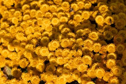 Yellow flowers. Solid carpet of lush bright yellow and orange flowers, Foto stock
