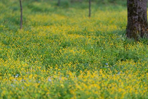 Yellow flowers spreading beneath tree trunk, layered grassy foreground, dis.. Stock Photos