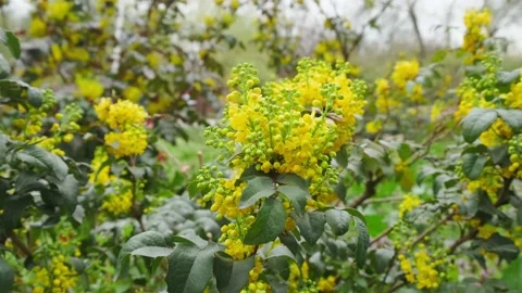 Yellow flowers in spring Stock Footage 180494572