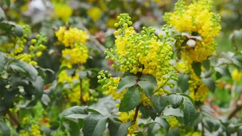 Yellow flowers in spring Stock Footage 180494789
