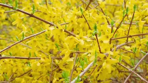 Yellow flowers in spring Stock-Footage 180494867