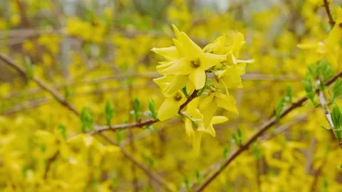 Yellow flowers in spring Stock Footage 180495097