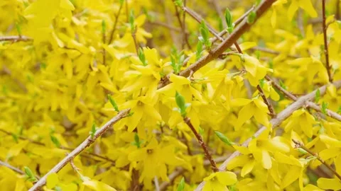 Yellow flowers in spring Stock Footage 180495180