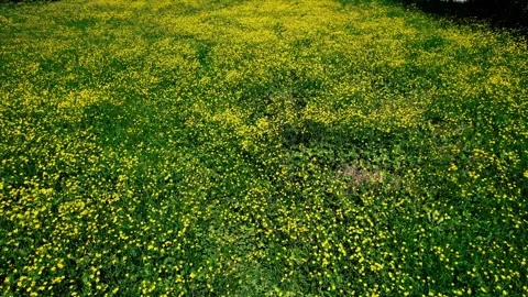 Yellow flowers in spring Stock Footage 240500632