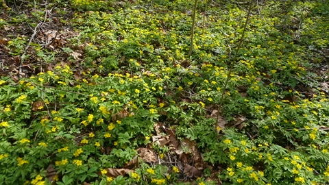 Yellow flowers in the spring forest Stock-Footage 192650293