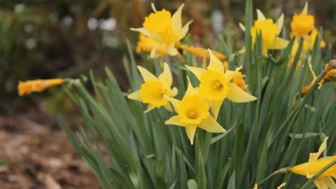 Yellow Flowers in Spring Garden Stock Footage 236812015