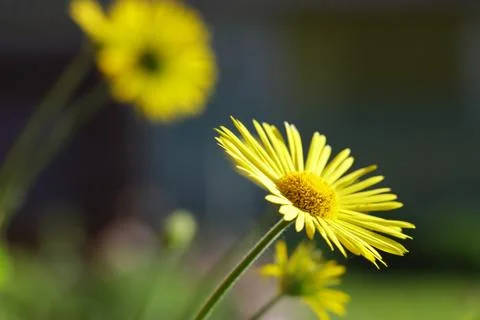 Yellow flowers in spring grass background Stock Photos