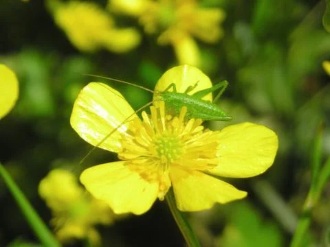  yellow flowers in spring Stock Photos
