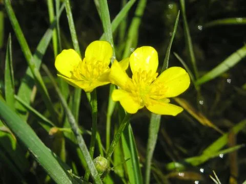 Yellow flowers in spring Stock Photos