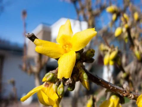 Yellow Flowers in Spring Stock Photos