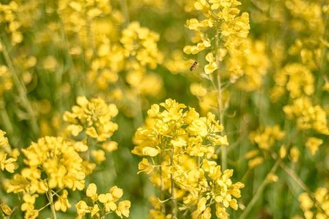 Yellow Flowers in Spring Stock Photos